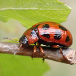 Gonioctena decemnotata Gonioctena decemnotata